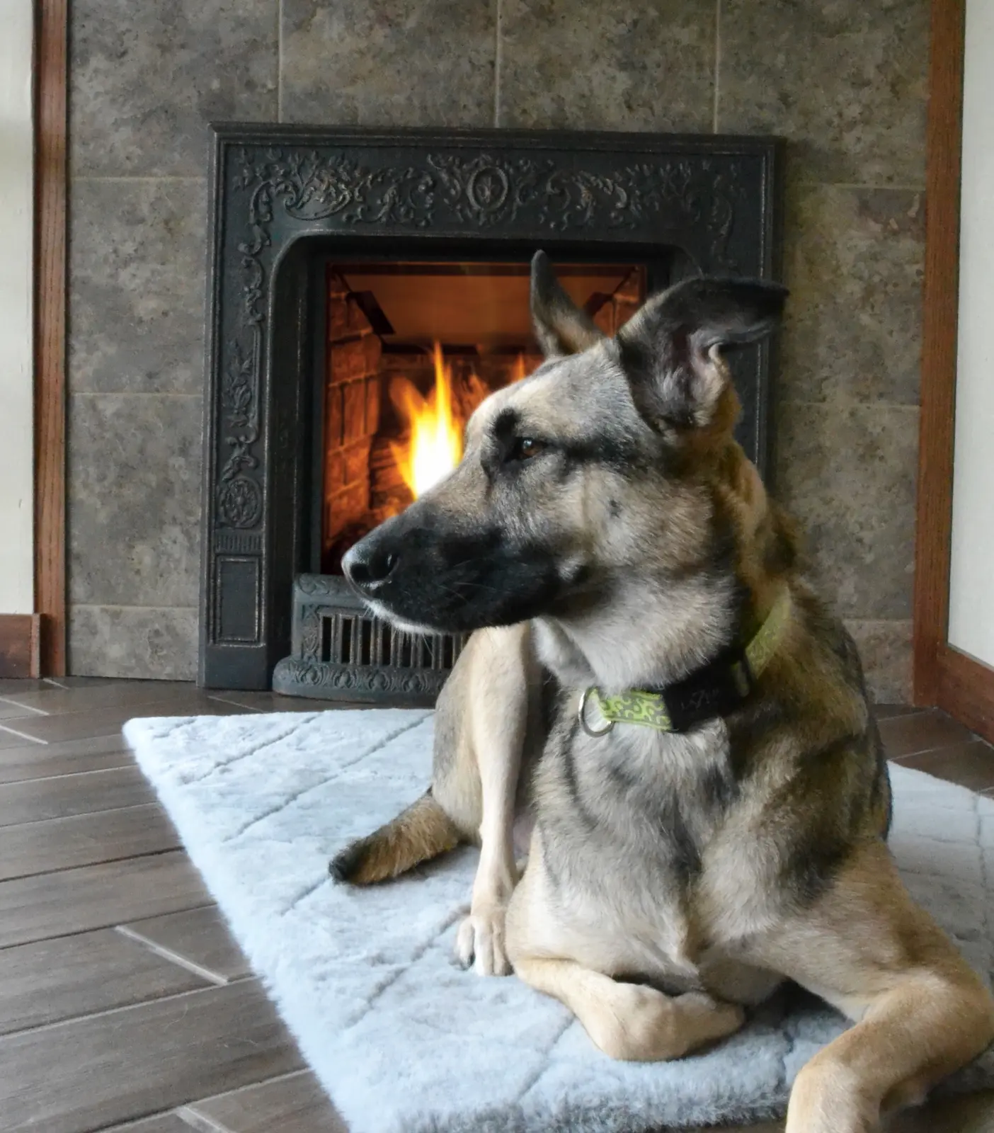 German Shepard sitting by fireplace